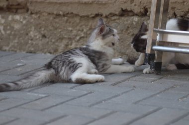 Tüylü iki gri beyaz kedi güneşli bir günde demir merdivenlerin yanındaki evin duvarında oynuyorlar.