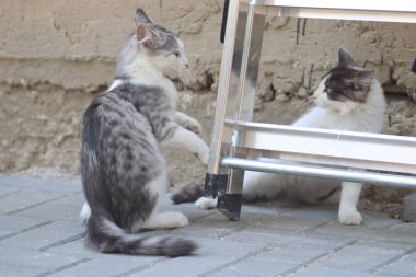 Tüylü iki gri beyaz kedi güneşli bir günde demir merdivenlerin yanındaki evin duvarında oynuyorlar.