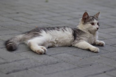 Aydınlık bir yaz gününde, küçük gri beyaz tüylü bir kedi sokakta fayansların üzerinde yatar.