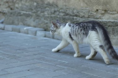 Aydınlık bir yaz gününde, küçük gri beyaz tüylü bir kedi sokakta fayansların üzerinde yatar.