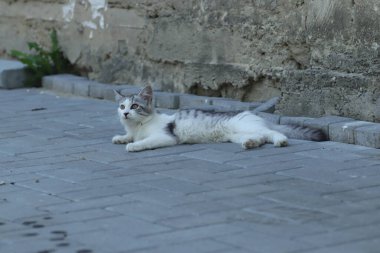 Aydınlık bir yaz gününde, küçük gri beyaz tüylü bir kedi sokakta fayansların üzerinde yatar.