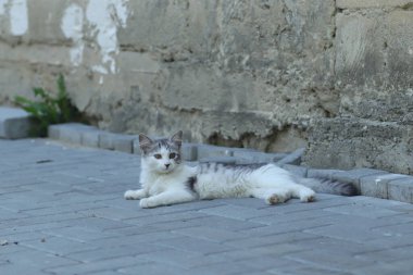 Aydınlık bir yaz gününde, küçük gri beyaz tüylü bir kedi sokakta fayansların üzerinde yatar.