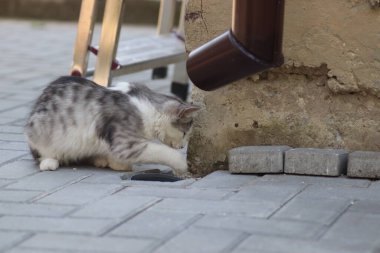 Güneşli bir gün geçiren tüylü gri-beyaz kedi evin duvarında oynar, yerdeki lağıma bakar.