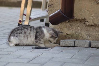 Güneşli bir gün geçiren tüylü gri-beyaz kedi evin duvarında oynar, yerdeki lağıma bakar.