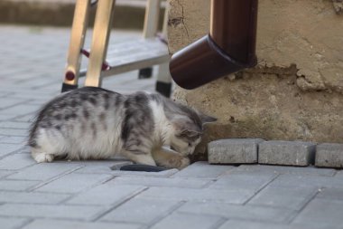 Güneşli bir gün geçiren tüylü gri-beyaz kedi evin duvarında oynar, yerdeki lağıma bakar.