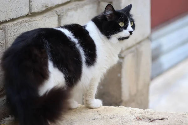 Fluffig Svart Och Vit Katt Ljus Dag Står Trappan Skelögd — Stockfoto