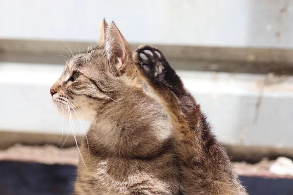 Tabby Gatto Siede Sollevato Zampa Posteriore Verso Alto Divertente Gatto — Foto Stock