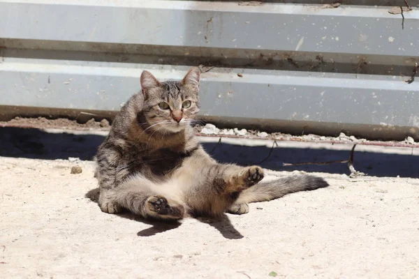 Belo Gato Tabby Posando Retrato Gato Doméstico Tabby Gato Garfo — Fotografia de Stock