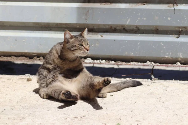Schöne Gestromte Katze Posiert Porträt Einer Gestromten Hauskatze Katze Auf — Stockfoto