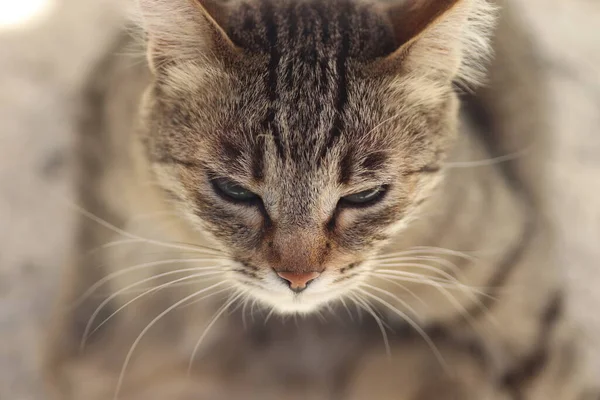 Portret Dzikiego Poważnego Kota Paski Polowanie Koty Domowe — Zdjęcie stockowe