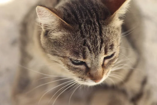 Portret Dzikiego Poważnego Kota Paski Polowanie Koty Domowe — Zdjęcie stockowe