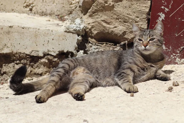 Gato Doméstico Rayado Jugando Suelo Bajo Sol Caliente Puerta Hierro — Foto de Stock