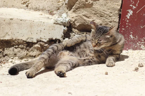 Listrado Gato Doméstico Brincando Chão Sob Sol Quente Portão Ferro — Fotografia de Stock