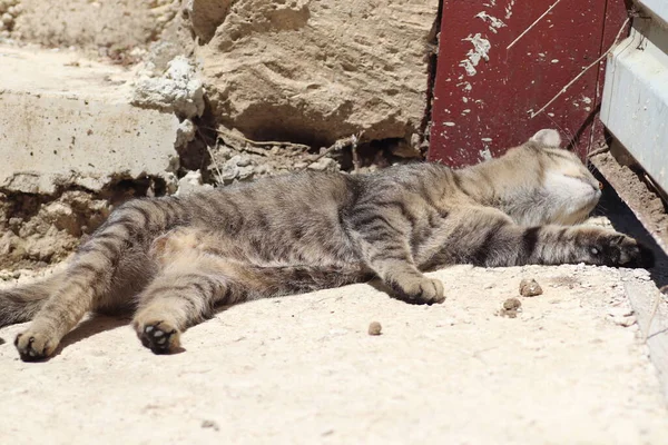 Çizgili evcil kedi demir kapının orada, güneşin altında oynuyor.