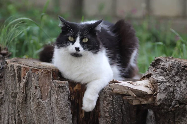 Ασπρόμαυρη Χνουδωτή Γάτα Κάθεται Ένα Κούτσουρο Δέντρου Κοντά Ένα Παρτέρι — Φωτογραφία Αρχείου