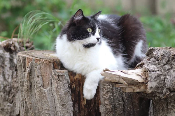 Gato Fofo Preto Branco Senta Toco Árvore Perto Canteiro Flores — Fotografia de Stock