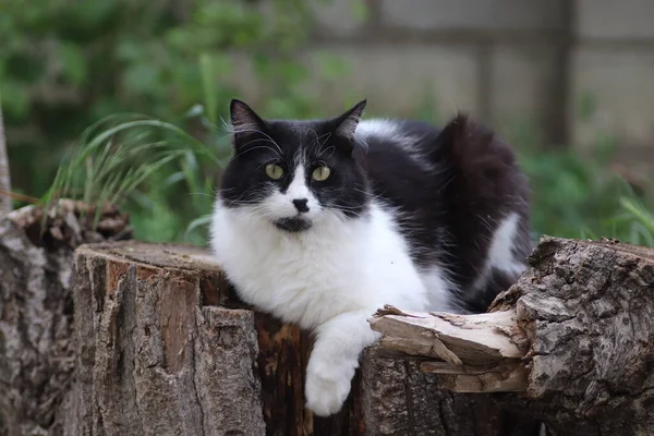 黒と白のふわふわの猫は花壇の近くの木の切り株に座って大きな緑の目 — ストック写真