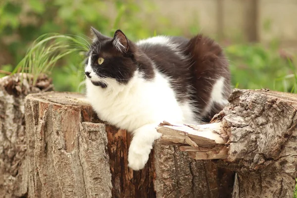 Svart Och Vit Fluffig Katt Sitter Trädstubbe Nära Blomstersäng Stora — Stockfoto