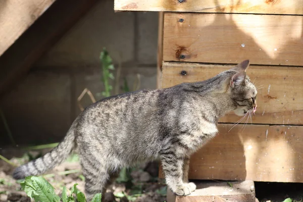 阳光灿烂的日子里 一只胖胖的猫嗅到了一只木制的狗窝 — 图库照片