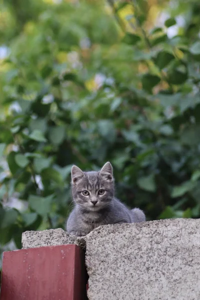 柵の上にある灰色の猫の銃口は猫が上から外を見ると — ストック写真