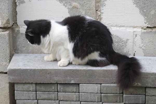 Пухнаста Домашня Чорно Біла Кішка Сидить Плитці Сонячний День — стокове фото