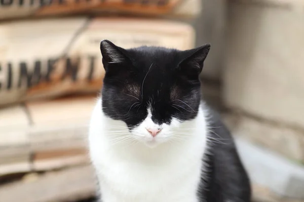 Portrait Chat Noir Blanc Par Une Journée Ensoleillée — Photo