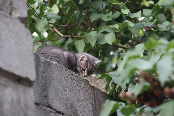Çitin üzerindeki gri bir kedinin ağızlığı, kedi yukarıdan dışarı bakar.