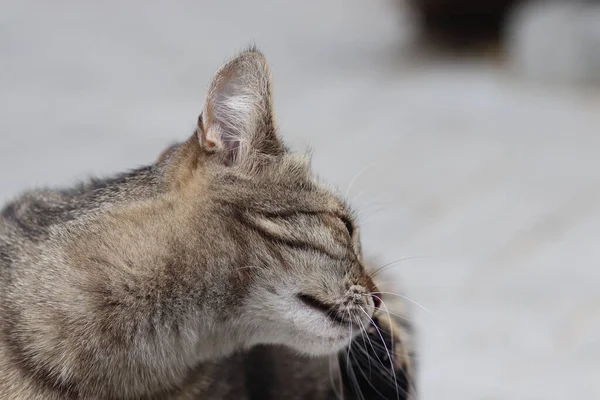 Όμορφη Tabby Γάτα Θέτει Πορτρέτο Ενός Tabby Εγχώρια Γάτα Γάτα — Φωτογραφία Αρχείου