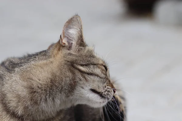 Mooi Tabby Kat Poseren Portret Van Een Tabby Huiskat Kat — Stockfoto