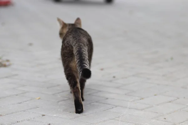 Όμορφη Tabby Γάτα Θέτει Πορτρέτο Ενός Tabby Εγχώρια Γάτα Γάτα — Φωτογραφία Αρχείου