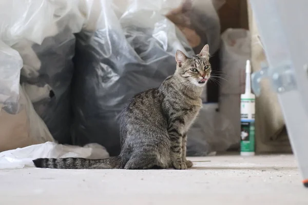 Güzel tekir kedi pozu, tekir kedi portresi, çataldaki kedi.
