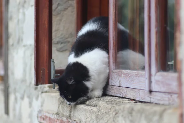 a black and white fluffy cat stands at the window, the cat went out the window on a sunny day