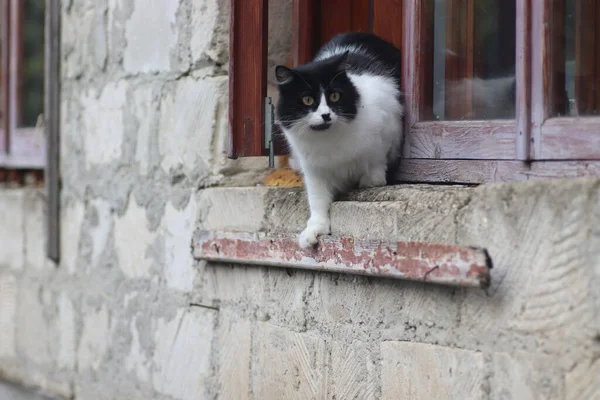 Siyah beyaz tüylü bir kedi pencerenin önünde duruyor, kedi güneşli bir günde pencereden dışarı çıkıyor.