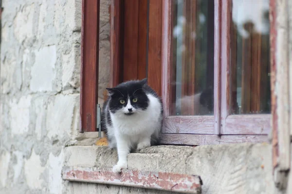 Siyah beyaz tüylü bir kedi pencerenin önünde duruyor, kedi güneşli bir günde pencereden dışarı çıkıyor.