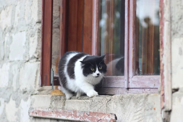 Μια Ασπρόμαυρη Χνουδωτή Γάτα Στέκεται Στο Παράθυρο Γάτα Βγήκε Από — Φωτογραφία Αρχείου