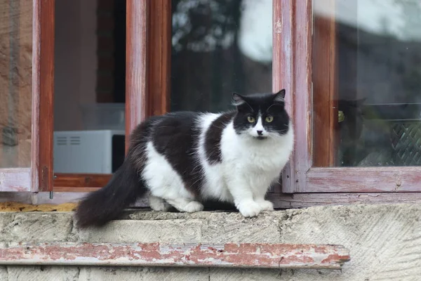 a black and white fluffy cat stands at the window, the cat went out the window on a sunny day