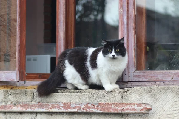 Чорно Білий Пухнастий Кіт Стоїть Біля Вікна Кіт Вийшов Вікно — стокове фото