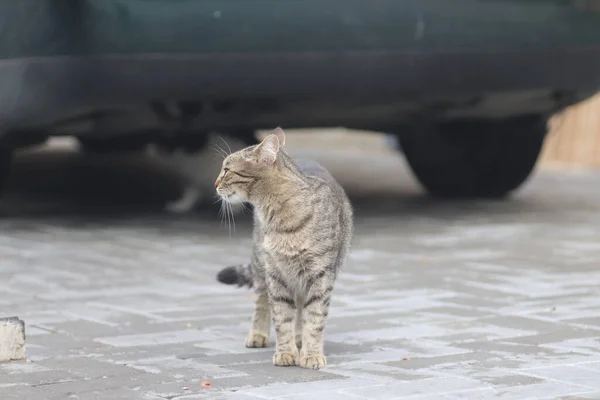 Vacker Tabby Katt Poserar Porträtt Tabby Tamkatt Katt Gaffel — Stockfoto