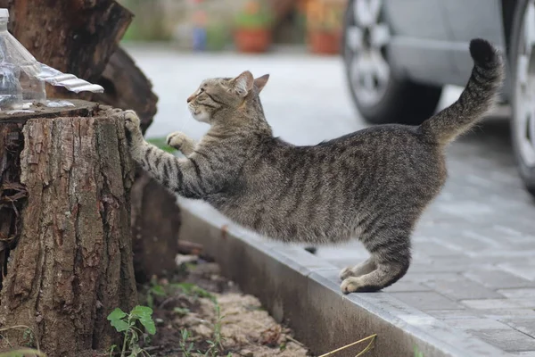 Die Hauskatze Schärft Ihre Krallen Und Streckt Sich Sommer Baumstumpf — Stockfoto