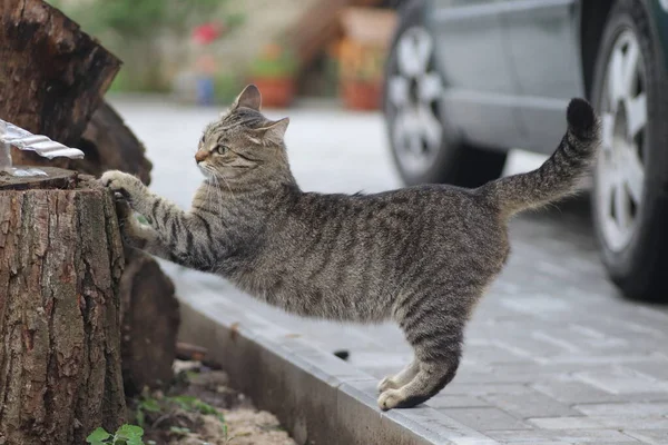 国内のタビー猫は爪を研ぎ 夏に切り株で外に広がっています — ストック写真