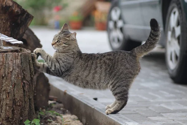 Die Hauskatze Schärft Ihre Krallen Und Streckt Sich Sommer Baumstumpf — Stockfoto