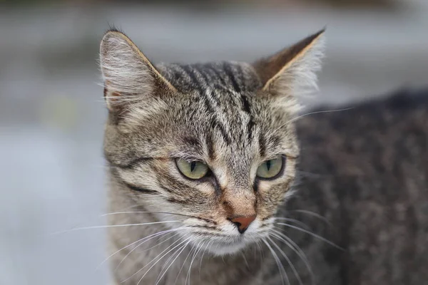 Mooi Tabby Kat Poseren Portret Van Een Tabby Huiskat Kat — Stockfoto