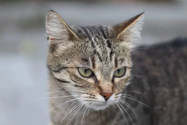 Mooi Tabby Kat Poseren Portret Van Een Tabby Huiskat Kat — Stockfoto