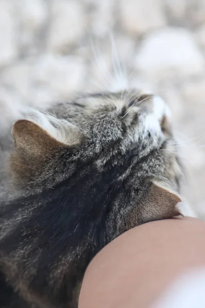 Tabby Kot Leci Ulicy Masuje Nogi Ładny Kot — Zdjęcie stockowe