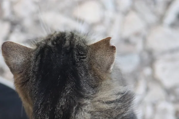 一只耳朵受损的条纹街头斗猫的颈背 — 图库照片