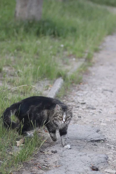 Straße Flauschige Gestromte Katze Die Auf Der Straße Läuft — Stockfoto