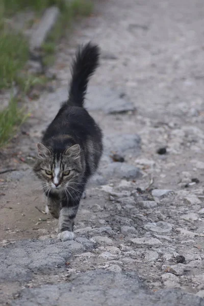 街上毛茸茸的肥猫 在路上走着 — 图库照片