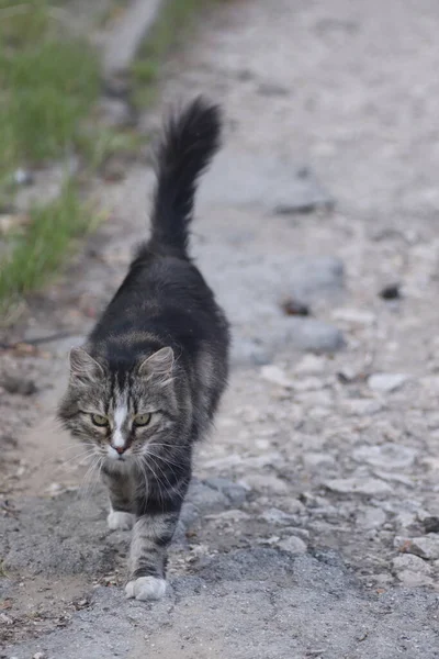 Gata Fluffig Tabby Katt Promenader Vägen — Stockfoto