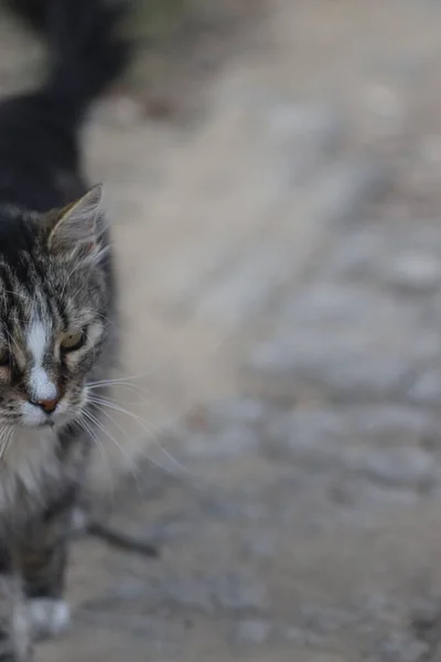 Gata Fluffig Tabby Katt Promenader Vägen — Stockfoto