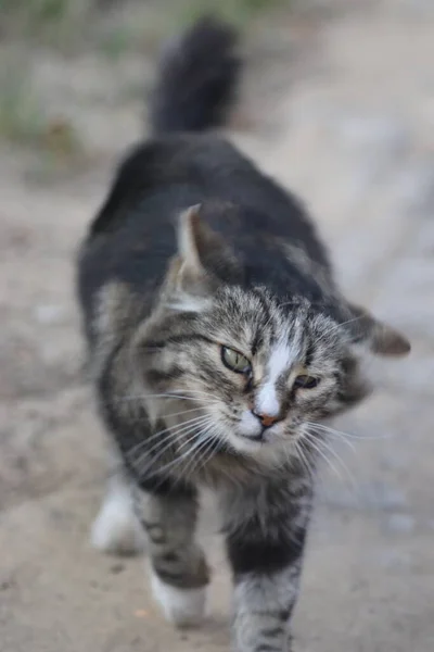 Tabby Katten Skakar Dammet Och Snabbt Vrider Huvudet — Stockfoto
